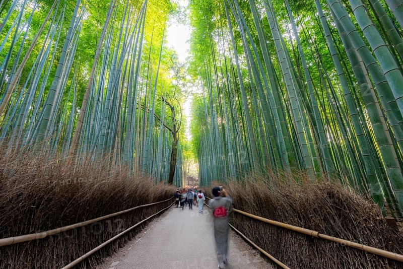 Visitors on their way through bamboo forest, motion blur, long exposure, towering bamboo stems in Arashiyama bamboo forest, Kyoto, Japan