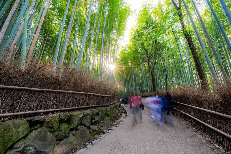 Visitors on their way through bamboo forest, motion blur, long exposure, towering bamboo stems in Arashiyama bamboo forest, with sun star, Kyoto, Japan