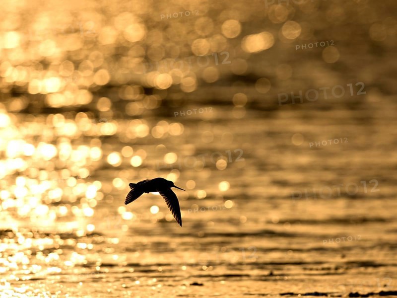 Flying woodcock (Limosa lapponica) in backlight on the beach, Texel, North Holland, the Netherlands