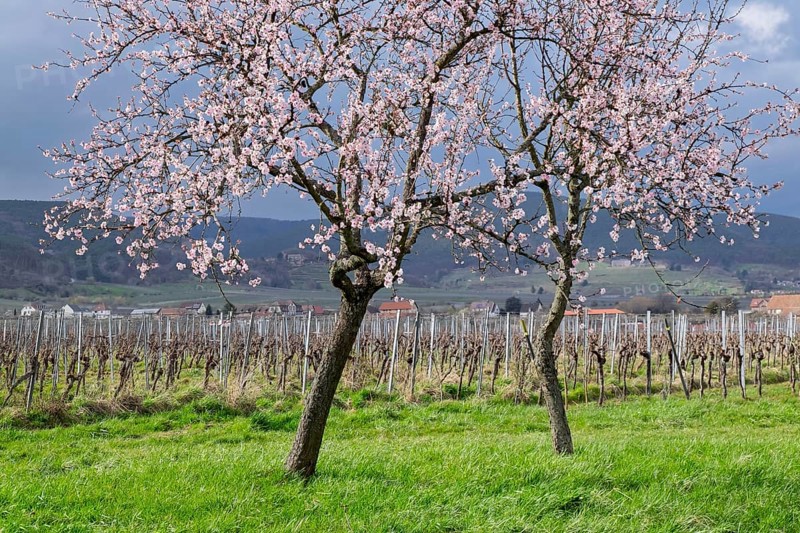 Almond tree blossom (Prunus dulcis), spring in the South Palatinate, Rhineland-Palatinate, Germany