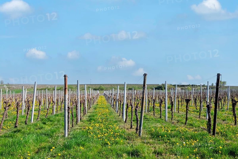 Weinfeld in spring, Südpfalz, Palatinate, Rhineland-Palatinate, Germany
