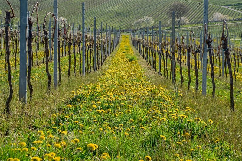 Vineyard with blooming dandelions in spring, Südpfalz, Pfalz, Rhineland-Palatinate, Germany