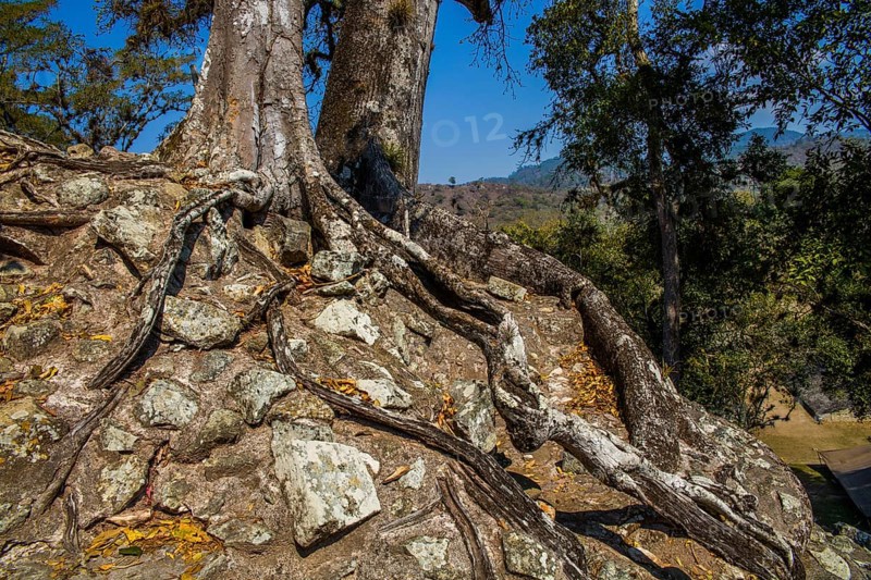 Tree overgrowth, Temple 11, Copan, Honduras, Honduras