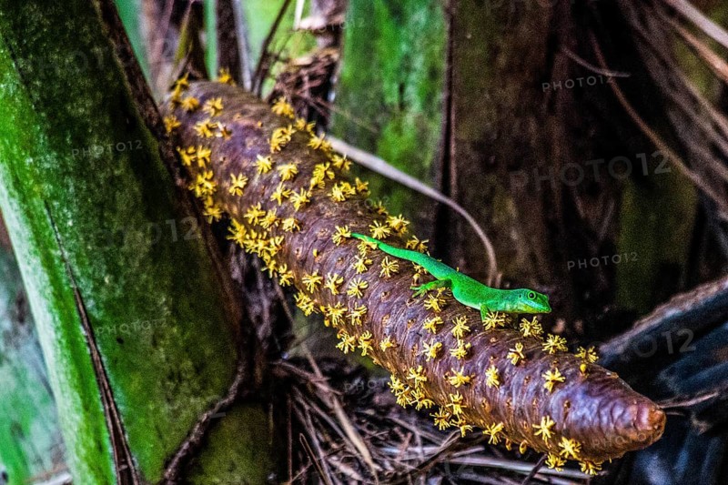 Male inflorescence with large Seychelles day gecko, coco de mer, Seychelles palm, Lodoicea maldivica, most famous endemic palm species with the largest seed in the entire plant kingdom, Praslin, Seychelles