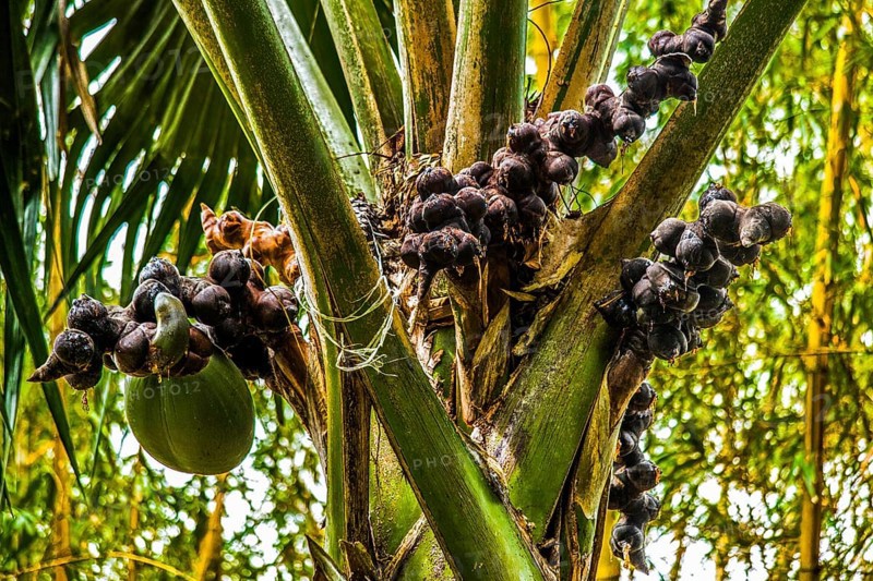 Female coco de mer, Seychelles palm, Lodoicea maldivica, most famous endemic palm species with the largest seed in the entire plant kingdom, Praslin, Seychelles