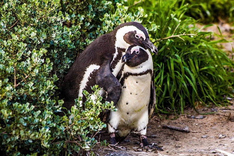 Jackass penguins (Spheniscus demersus) on Boulders Beach with over 2000 animals, Cape Peninsula, South Africa, Simon's Town, Western Cape