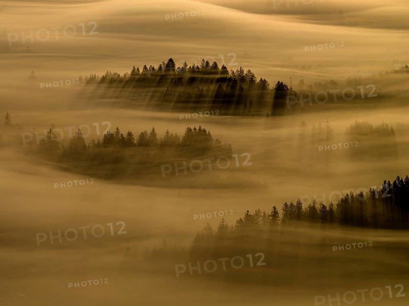 Fog, clouds of fog, trees, back light, sunrise, aerial view, Loisach-Lake Kochel-Moore, Upper Bavaria, Bavaria, Germany