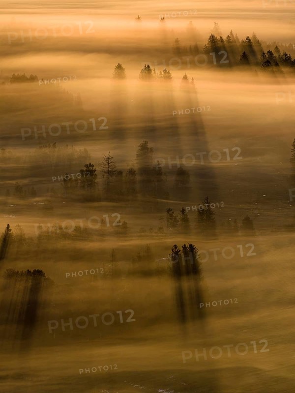Fog, clouds of fog, trees, back light, sunrise, aerial view, Loisach-Lake Kochel-Moore, Upper Bavaria, Bavaria, Germany
