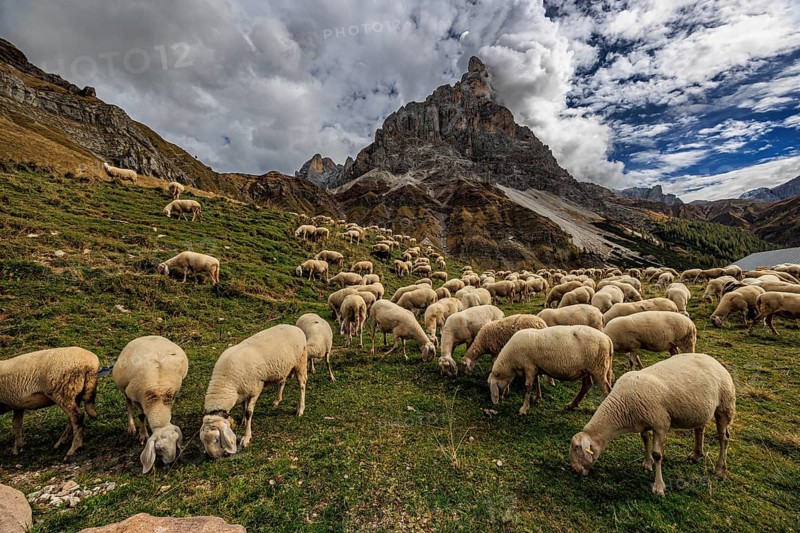 Sheep, flock of sheep, mountains, clouds, autumn, Pale di San Martino, Dolomites, Italy