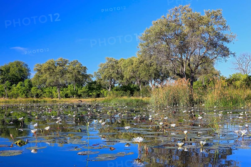 Water lilies, water lily family (Nymphaeaceae) in reflecting blue water, Okavango Delta, Botswana