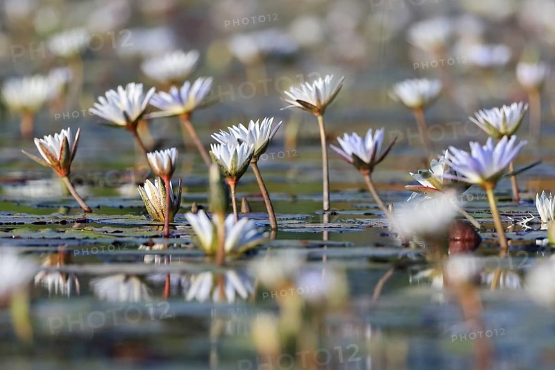 Water lilies, water lily family (Nymphaeaceae), Okavango Delta, Botswana
