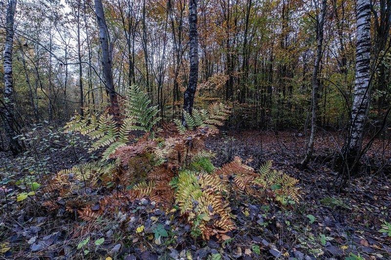 Royal fern (Osmunda regalis) in autumn leaves, Emsland, Lower Saxony, Germany