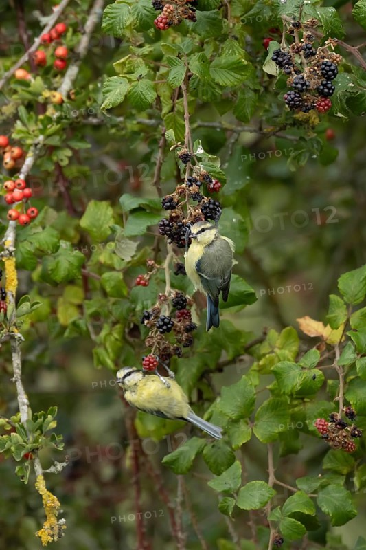 Blue tit (Cyanistes caeruleus) two adult birds in a hedgerow on blackberries in summer, England, United Kingdom