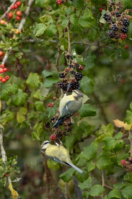 Blue tit (Cyanistes caeruleus) two adult birds in a hedgerow feeding on blackberries in summer, England, United Kingdom
