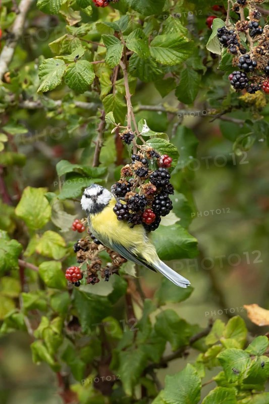 Blue tit (Cyanistes caeruleus) adult bird in a hedgerow on blackberries in summer, England, United Kingdom