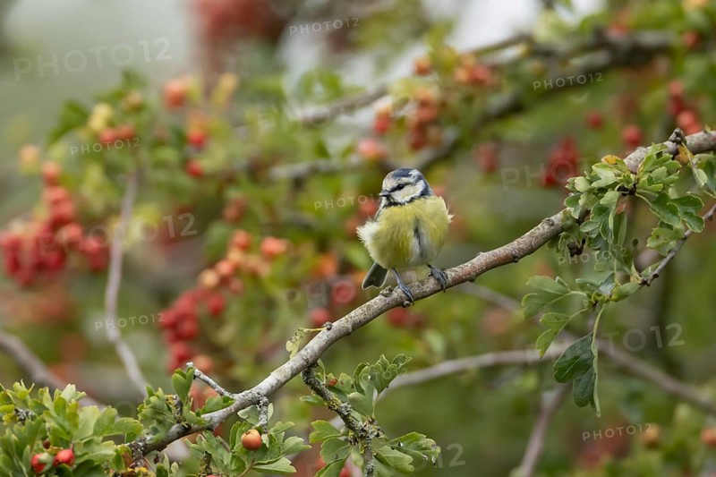 Blue tit (Cyanistes caeruleus) adult bird in a Hawthorn hedgerow with red berries in summer, England, United Kingdom