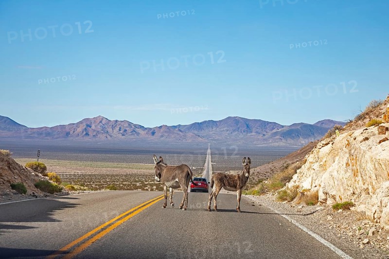 Beatty, Nevada - Wild donkeys, or burros, block traffic on Highway 374. Hundreds roam the area in and around Beatty, descendants from ancestors imported from Mexico to serve as pack animals during the area's gold mining history