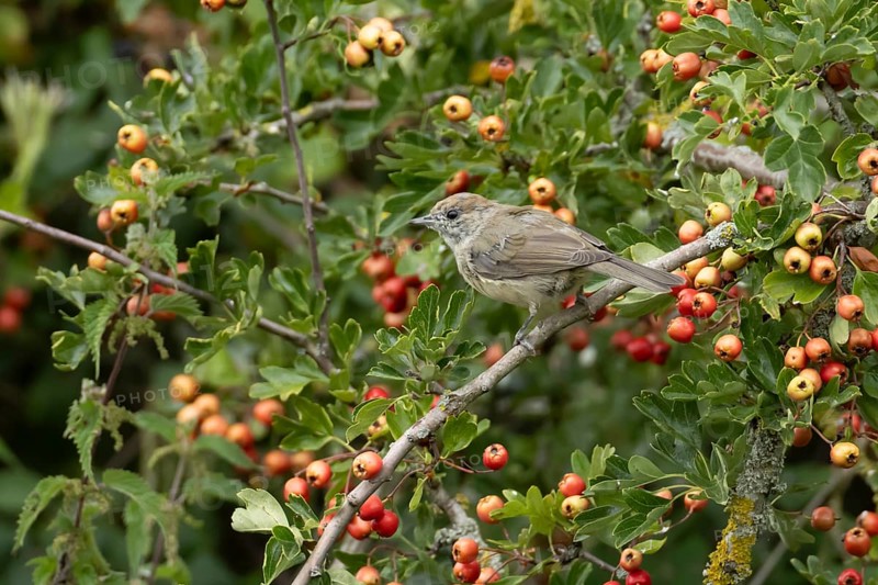 Eurasian blackcap (Sylvia atricapilla) adult female bird in a Hawthorn hedgerow with red berries in summer, England, United Kingdom
