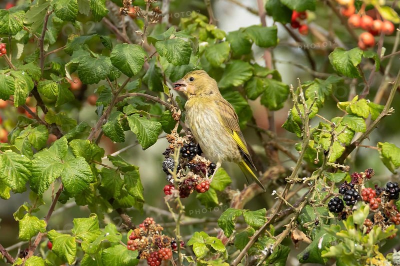 Eurasian greenfinch (Chloris chloris) adult bird in a hedgerow feeding on blackberries in summer, England, United Kingdom