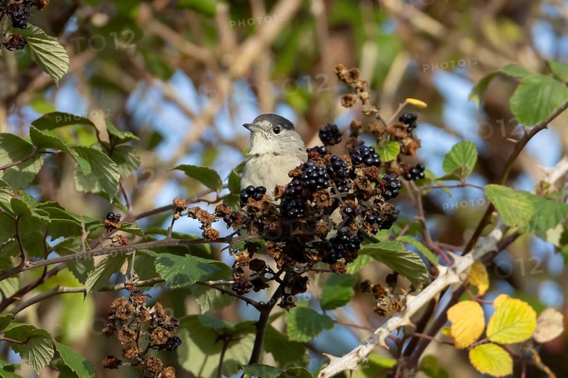 Eurasian blackcap (Sylvia atricapilla) adult male bird on blackberries in a hedgerow in summer, England, United Kingdom