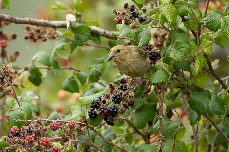 European greenfinch (Chloris chloris) adult bird in a hedgerow feeding on blackberries in summer, England, United Kingdom