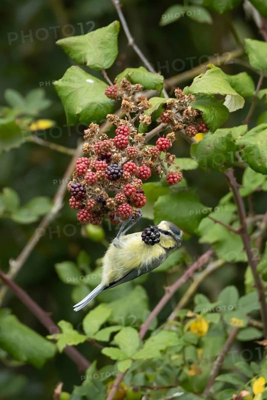 Blue tit (Cyanistes caeruleus) adult bird in a hedgerow feeding on blackberries in summer, England, United Kingdom