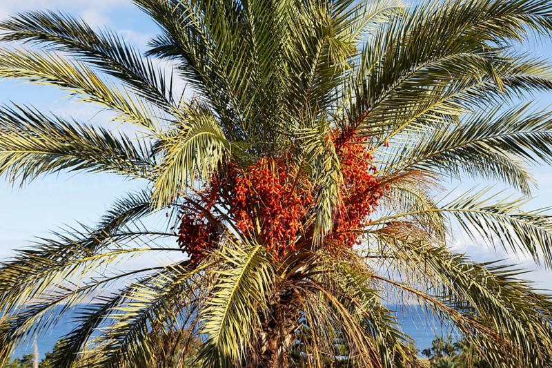Date palm (Phoenicea) fruit cluster, (Arecaceae), Old Town, Kos Town, Kos Island, Dodecanese Islands, Greece