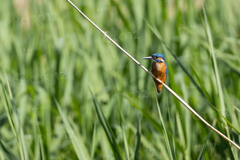 Common kingfisher (Alcedo atthis) adult bird on a reed plant stem, England, United Kingdom