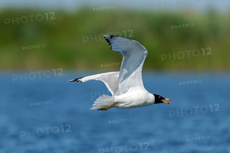 Fish gull (Larus ichtyyaetus), flying, Danube Delta, Romania