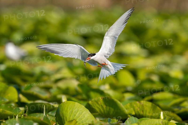 Common tern (Sterna hirundo) flying with fish, Danube Delta, Romania