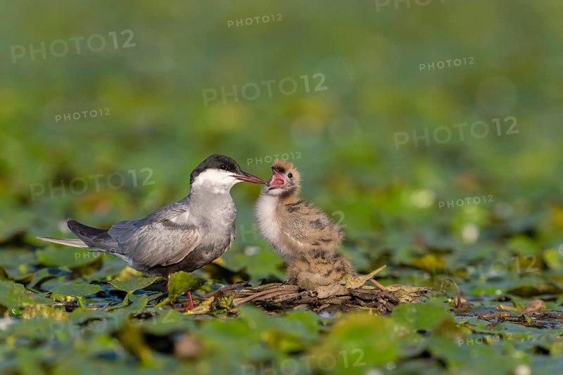 White-bearded terns (Childonias hybride) with young birds, begging, at the nest, Danube Delta, Romania