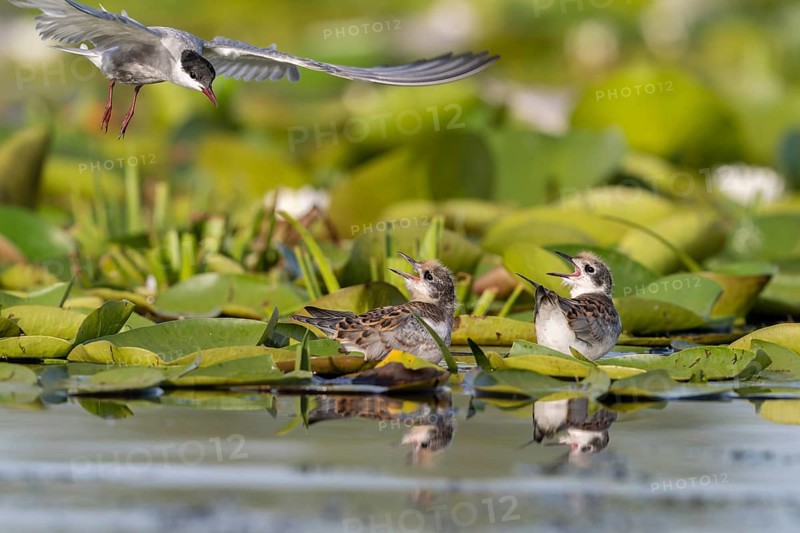 White-bearded terns (Childonias hybride) with young birds, at the nest, Danube Delta, Romania