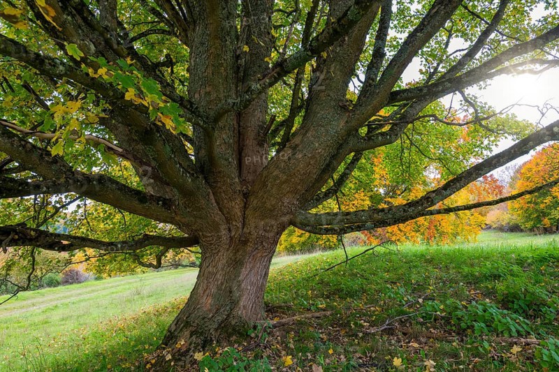 Large tree with widely branched branches in autumn, maple, Swabian Alb Biosphere Reserve, Baden-Württemberg, Germany
