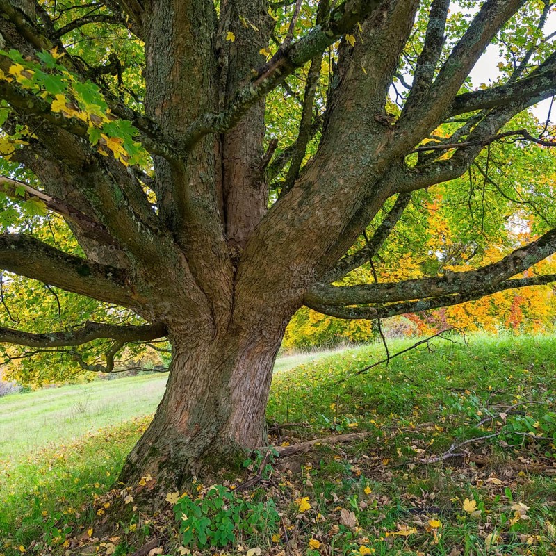Close-up of a large tree with sprawling branches, maple, Swabian Alb Biosphere Reserve, Baden-Württemberg, Germany