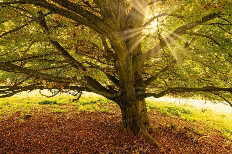 Large tree with thick leaves, sun rays break through the leaves, warm autumn atmosphere, beech, Swabian Alb Biosphere Reserve, Baden-Württemberg, Germany