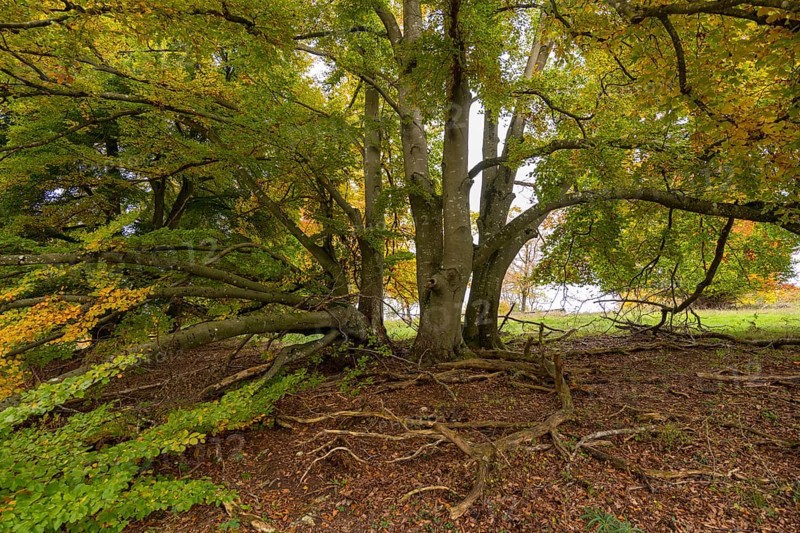 Spreading tree with visible roots, surrounded by autumn leaves, deep forest character, beech, Swabian Alb Biosphere Reserve, Baden-Württemberg, Germany