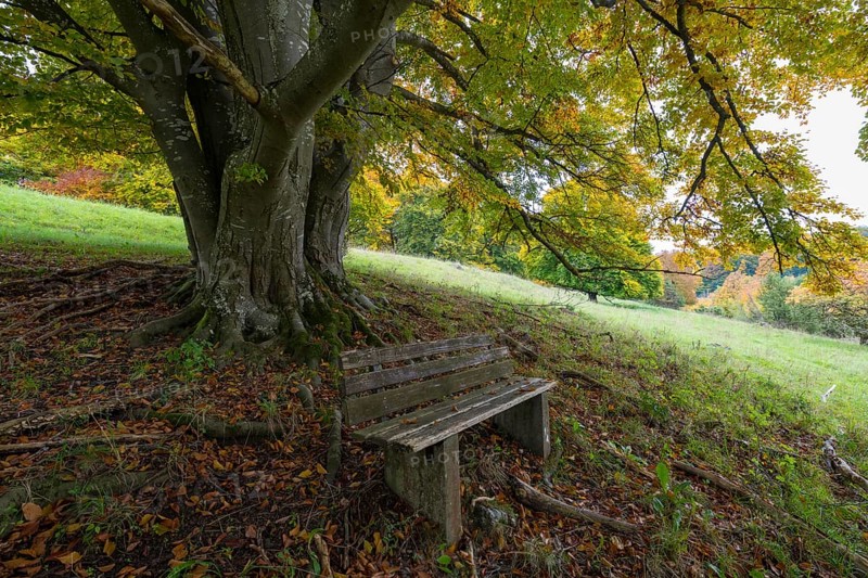 Bench in front of a mighty tree with sprawling roots, surrounded by autumn leaves, quiet natural scenery, beech, Swabian Alb biosphere reserve, Baden-Württemberg, Germany