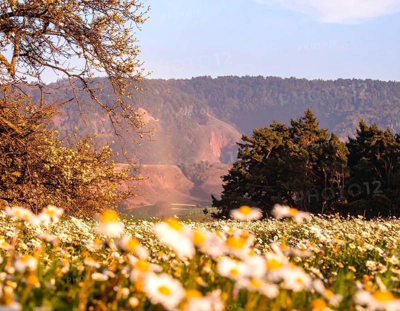 A sunlit meadow with daisies against a forest backdrop under a blue sky, Late summer country landscape with daisies meadow and sunbeams, forest in blurred background, hilly landscape in sunrise or sunset, tranquil nature template or poster for beauty of nature, AI generated