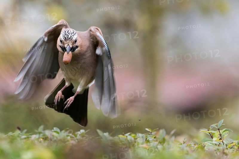 A jay (Garrulus glandarius) in flight with an acorn in its beak. He has his wings pointed downwards, Hesse, Germany