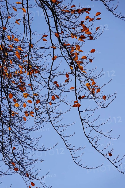 Last leaves on a beech tree in autumn against a blue sky, Germany