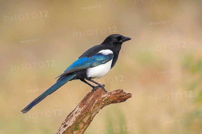 Magpie, (Pica pica) sitting on a branch with contrasting blue, black and white feathers, wildlife, corvids, nature photography, Siegerland, North Rhine-Westphalia, Germany
