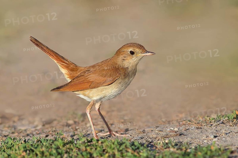 Nightingale (Luscinia megarhynchos) standing on the ground, wildlife, animals, birds, songbird, nature photography, Lake Neusiedl National Park, Seewinkel, Burgenland