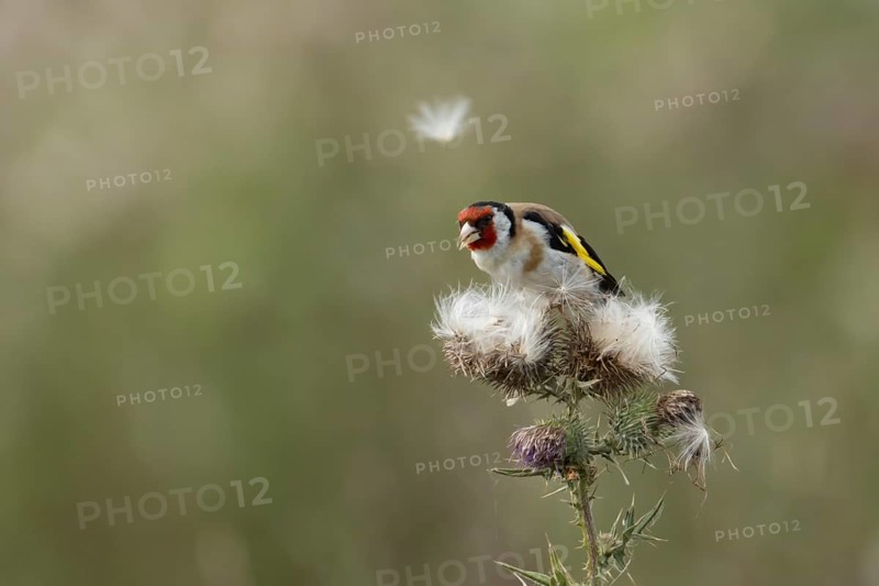 European goldfinch (Carduelis carduelis) adult bird feeding on Creeping thistle plant seedheads, England, United Kingdom