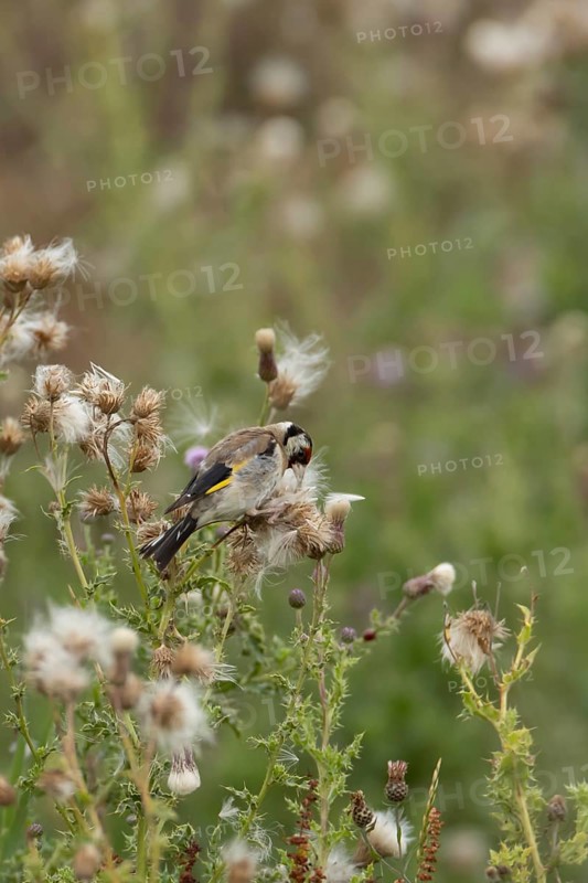 European goldfinch (Carduelis carduelis) adult bird feeding on a Creeping thistle seedheads, England, United Kingdom