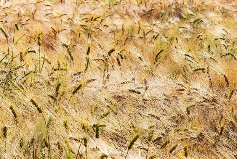 Barley, Hordeum vulgare, barley field, Mondseeland, Salzkammergut, Upper Austria, Austria