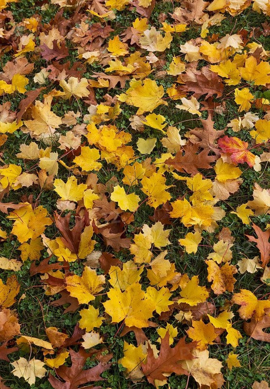 Colourful maple leaves lie on the ground, acer, leaves, autumn, Mondseeland, Salzkammergut Austria
