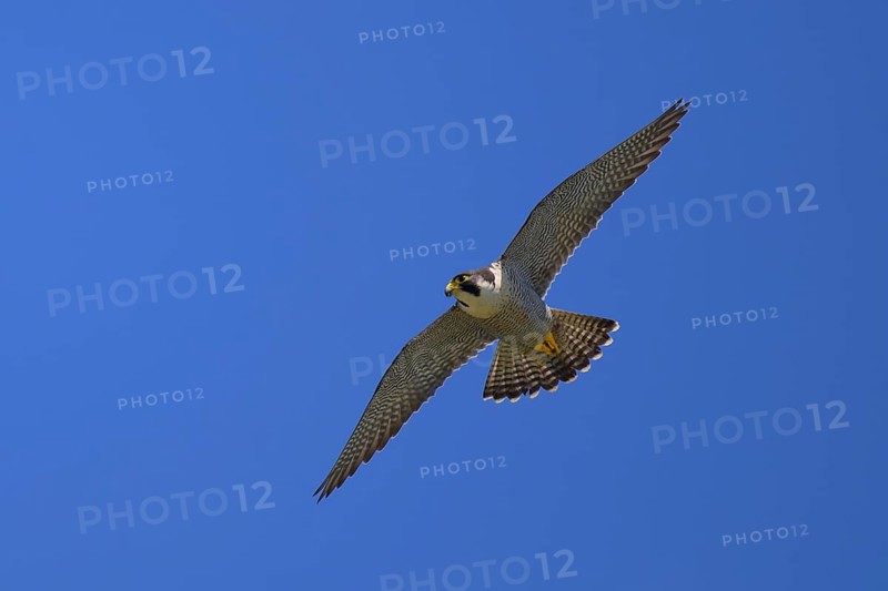 Peregrine falcon (Falco peregrinus), adult male flying against a blue sky, biosphere area, Swabian Jura, Baden-Württemberg, Germany