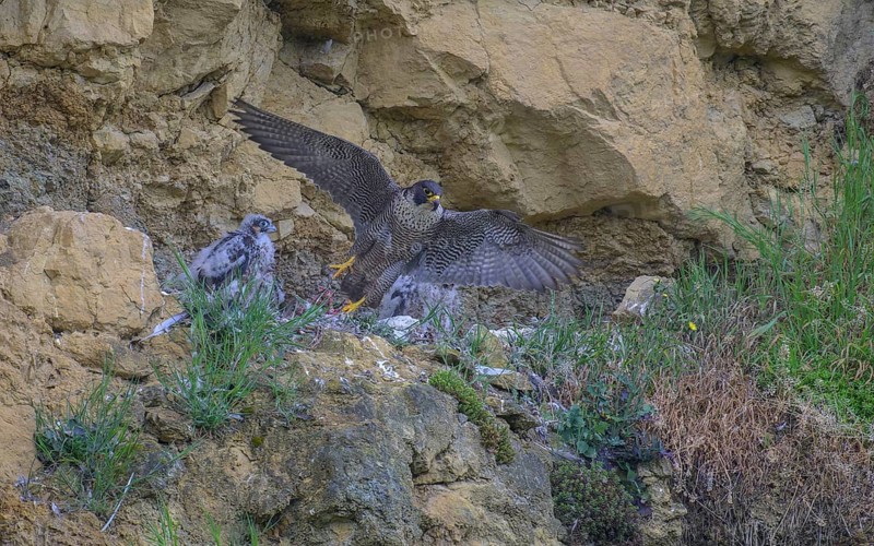Peregrine falcon (Falco peregrinus), adult female taking off from Felsenhorst after feeding nestlings in picturesque rocky scenery, biosphere area, Swabian Jura, Baden-Württemberg, Germany