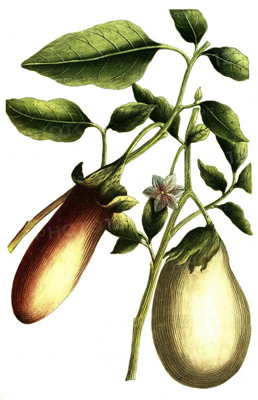 Solanum pomiferum, type of tomato, illustration, reproduction from a 19th century model. Authentic, file restored for optimal use, exact date of submission unknown