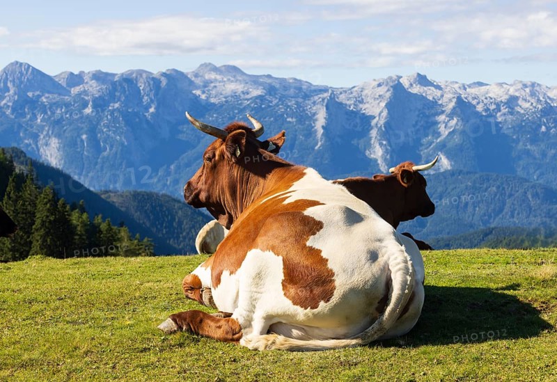 Cattle on pasture, Hochzinkenalm, Postalm, Osterhorn Group, Salzkammergut, Province of Salzburg, Austria
